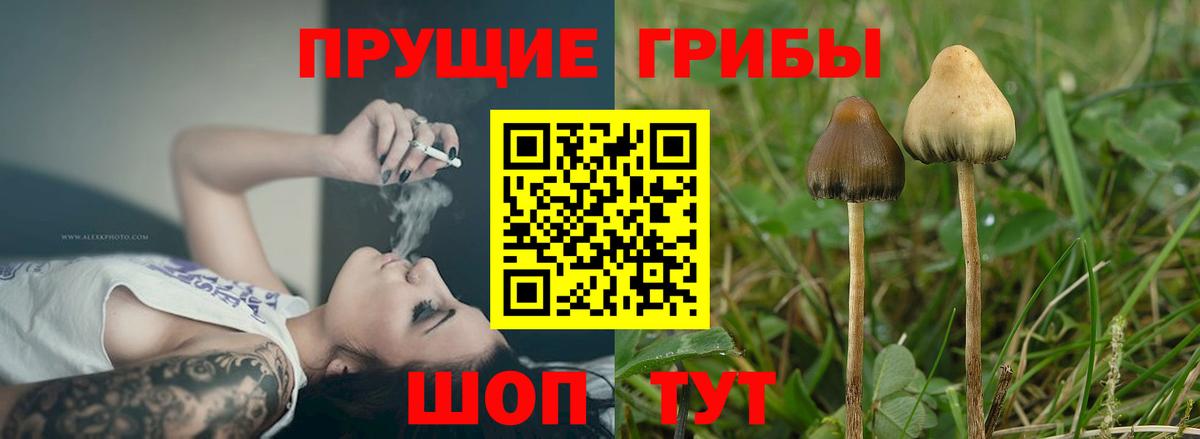 наркота  Псилоцибиновые грибы GOLDEN TEACHER  Вход с VPN  Галлюциногенные грибы Cubensis  Кунгур 
